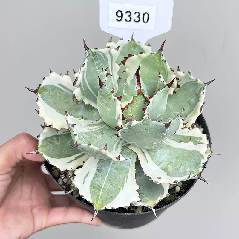 7-8cm Agave Isthmensis Variegated