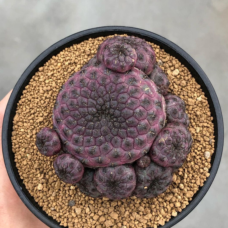 6CM Rebutia Rauschii Zecher