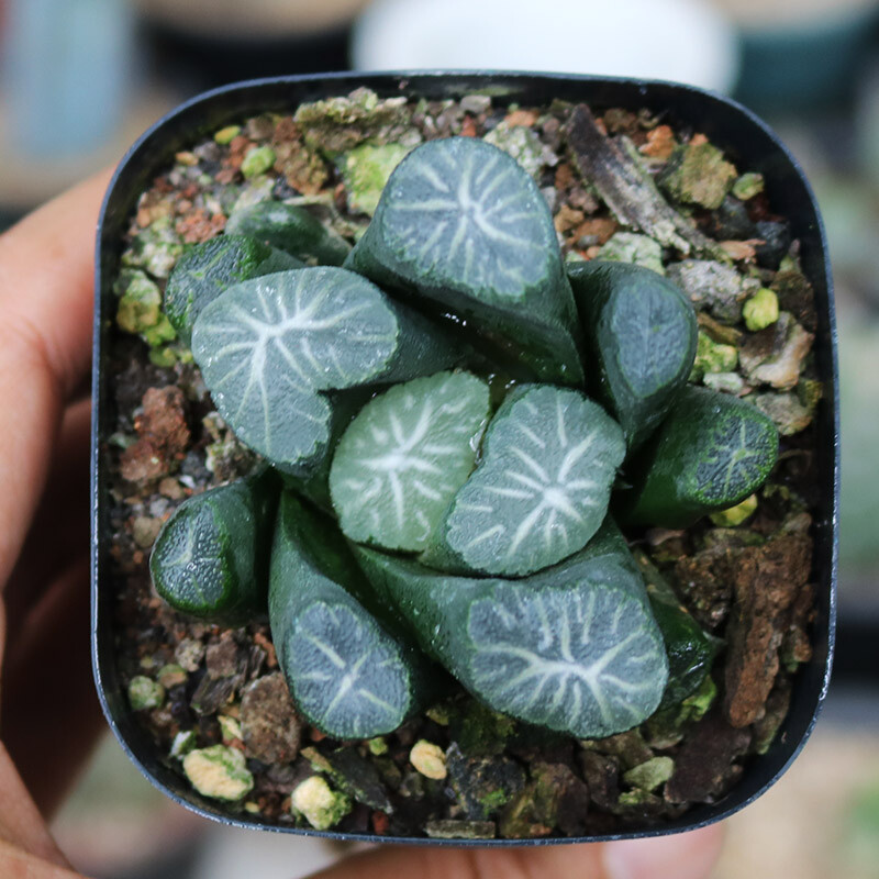 5cm Haworthia Maughanii Hakucho