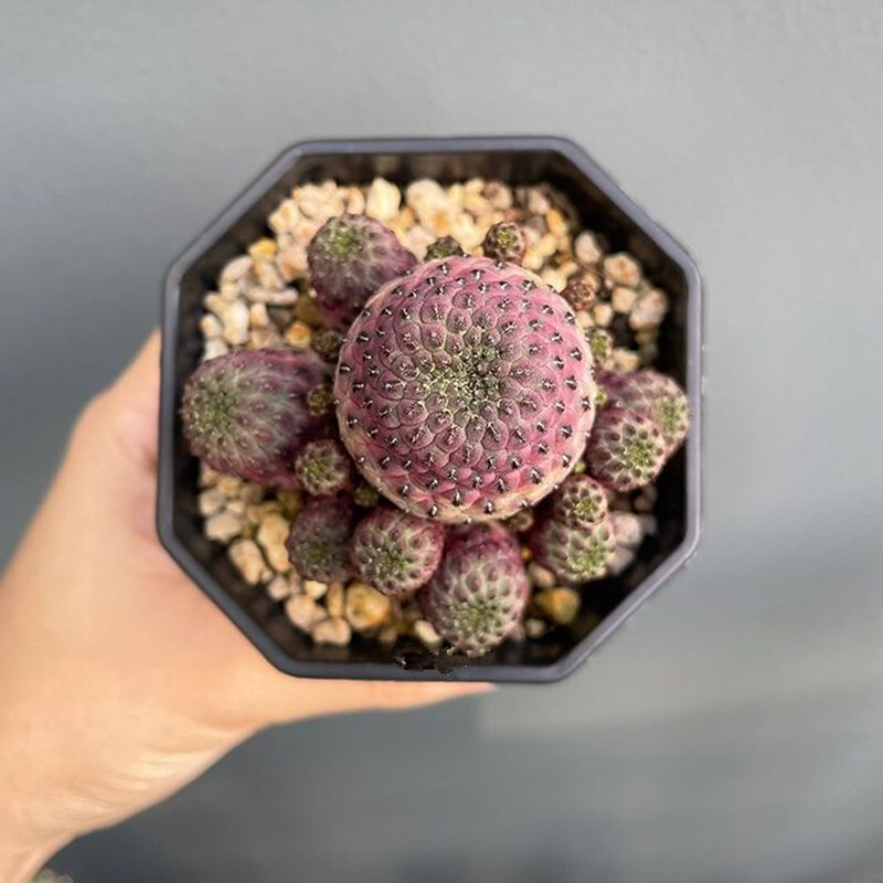 6CM Rebutia Rauschii Zecher