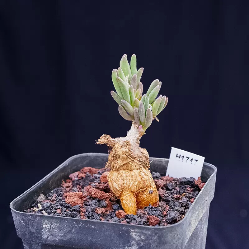 4-5cm Delosperma