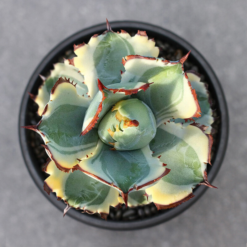 7-8cm Agave Isthmensis Variegated