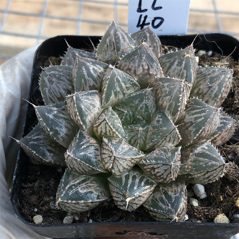 4CM 1PCS Haworthia hybrid‘Mirrorball’(Big leaf)