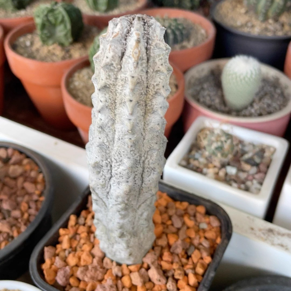 15cm Euphorbia Abdelkuri