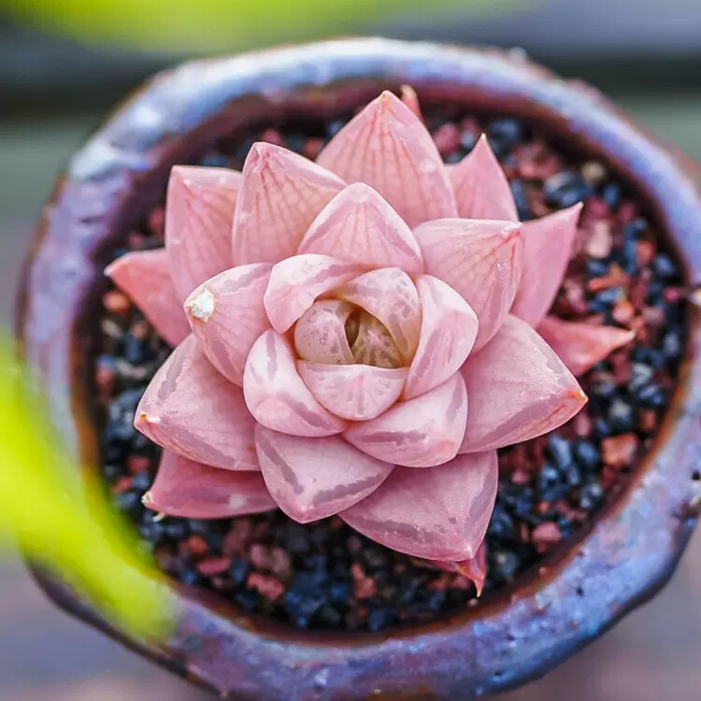3-4cm Haworthia Rosea