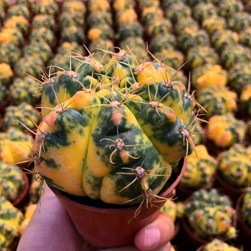 6-7cm Gymnocalycium Denudatum Variegated