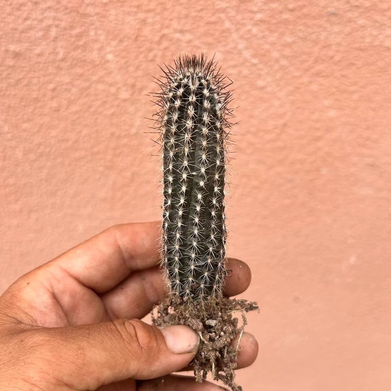 7-8cm Echinopsis Mirabilis