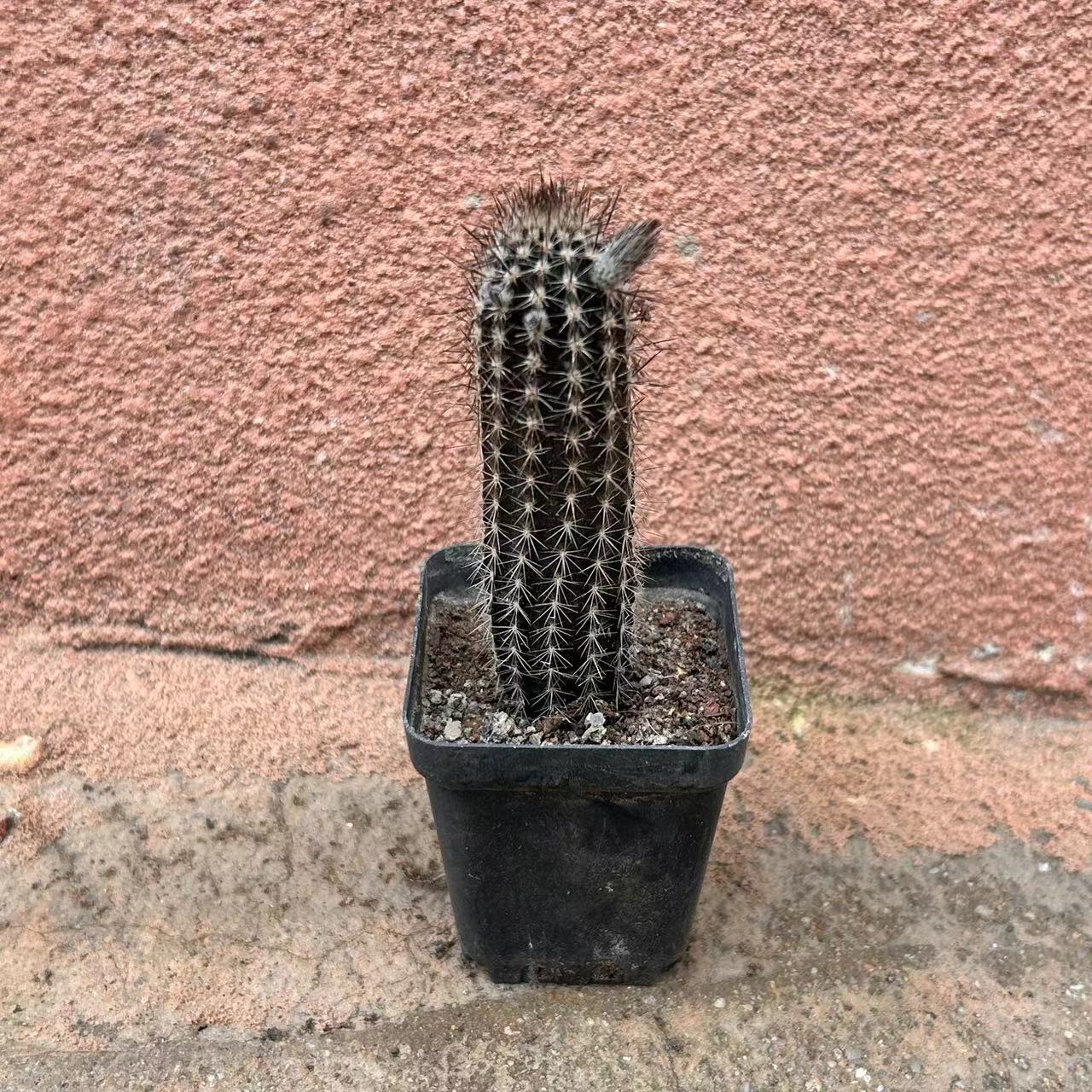 7-8cm Echinopsis Mirabilis