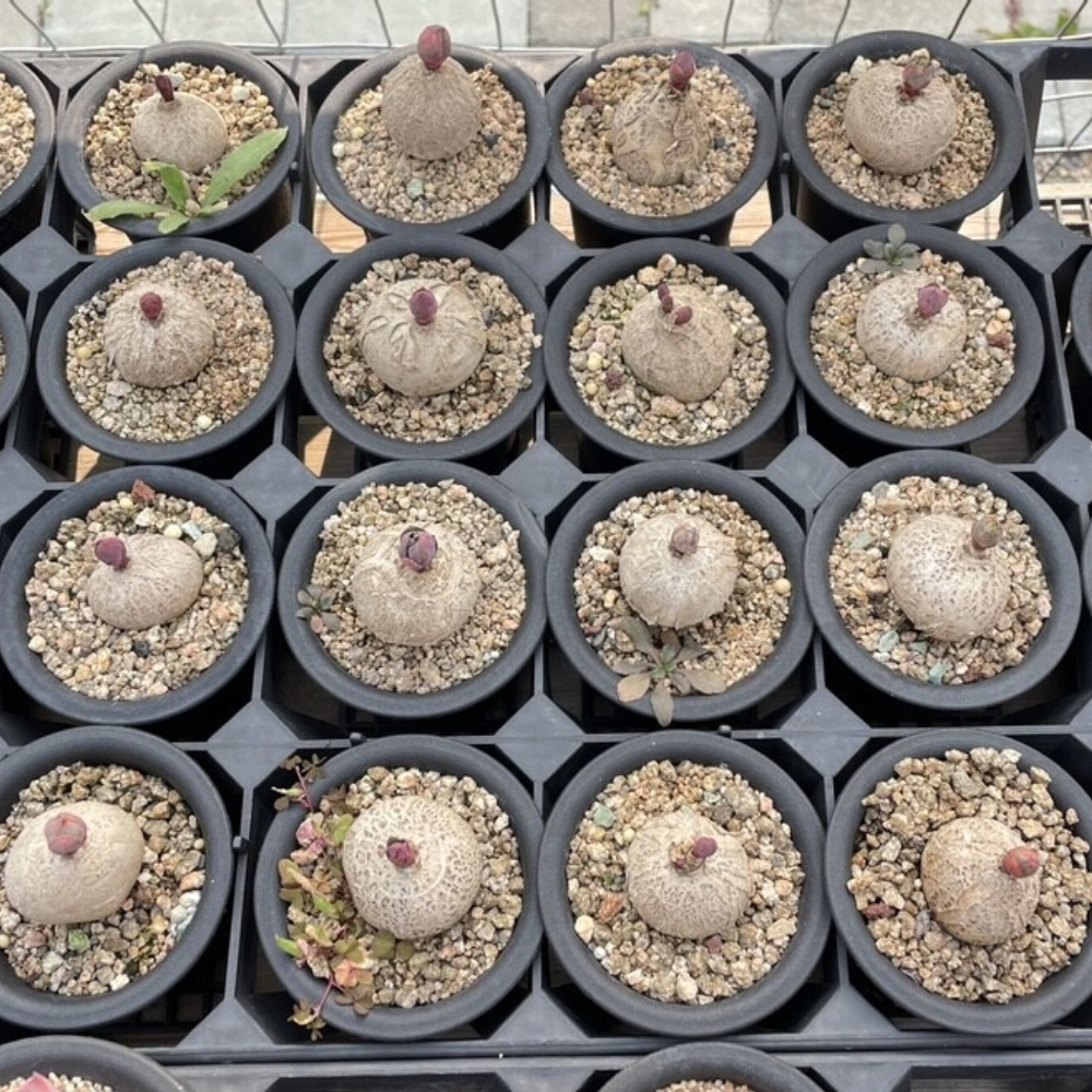 3cm Euphorbia rapulum