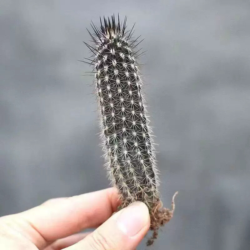 7-8cm Echinopsis Mirabilis