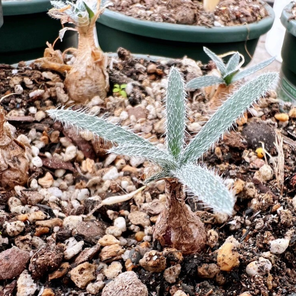 1.5-2cm Gethyllis Barkerae