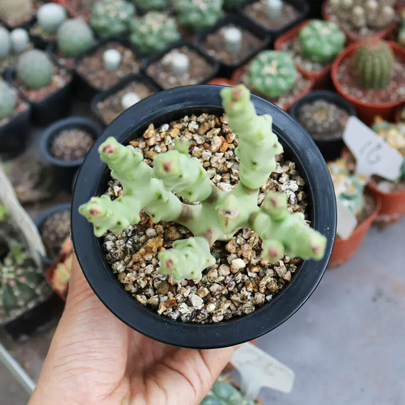 8-10cm Caralluma Socotrana