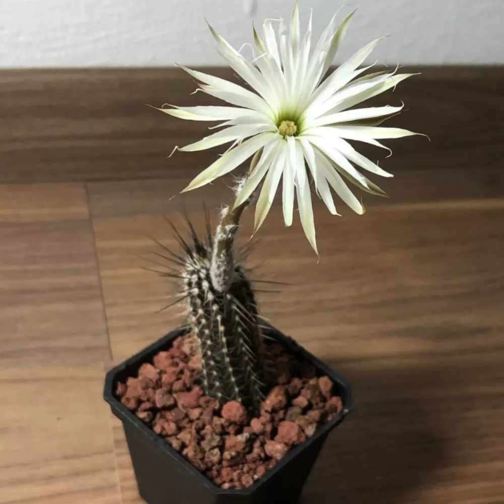 7-8cm Echinopsis Mirabilis