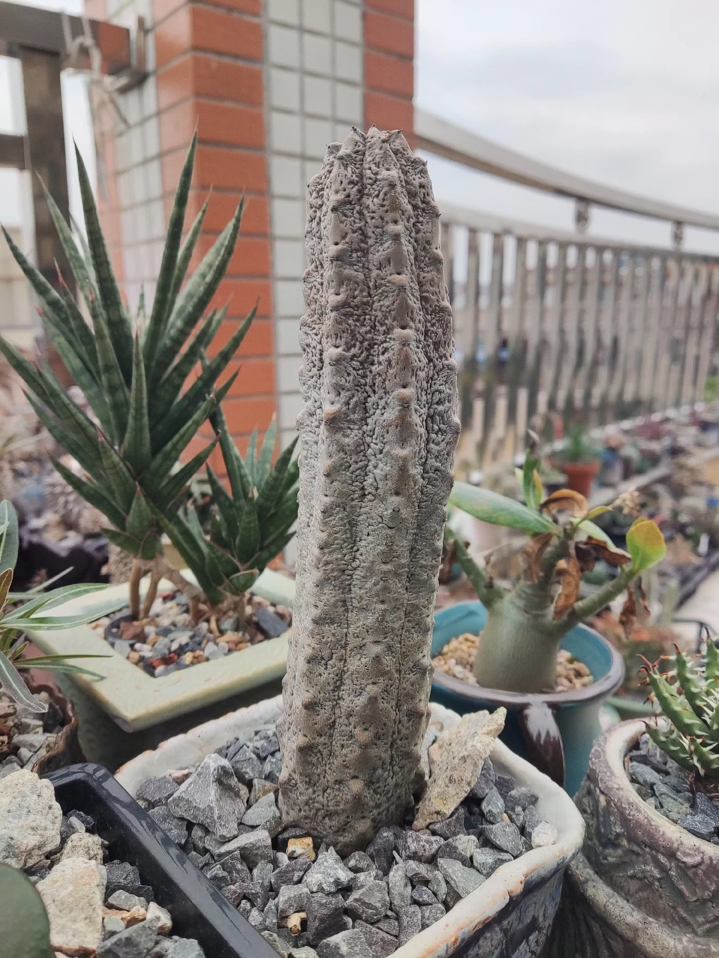 15cm Euphorbia Abdelkuri