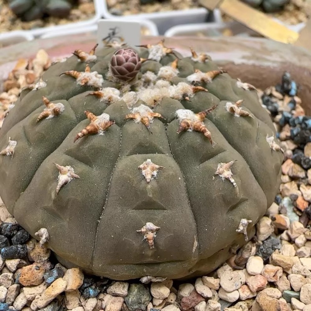 6-7cm Gymnocalycium Vatteri
