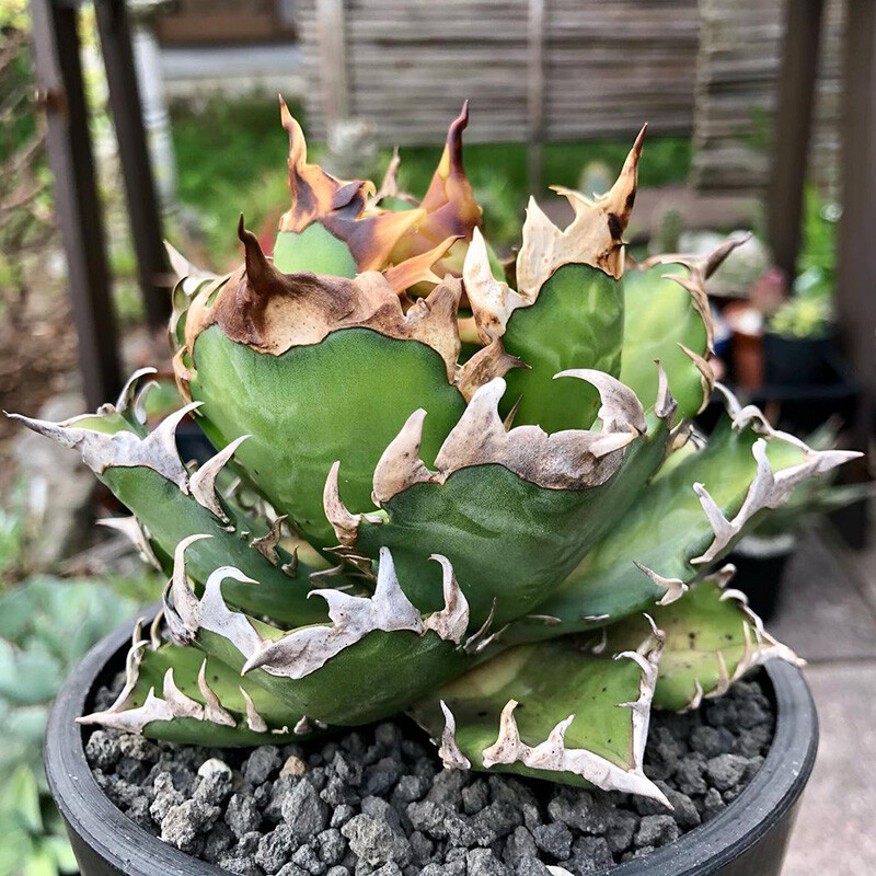 8-10cm 1PCS Agave Redcat Weazle