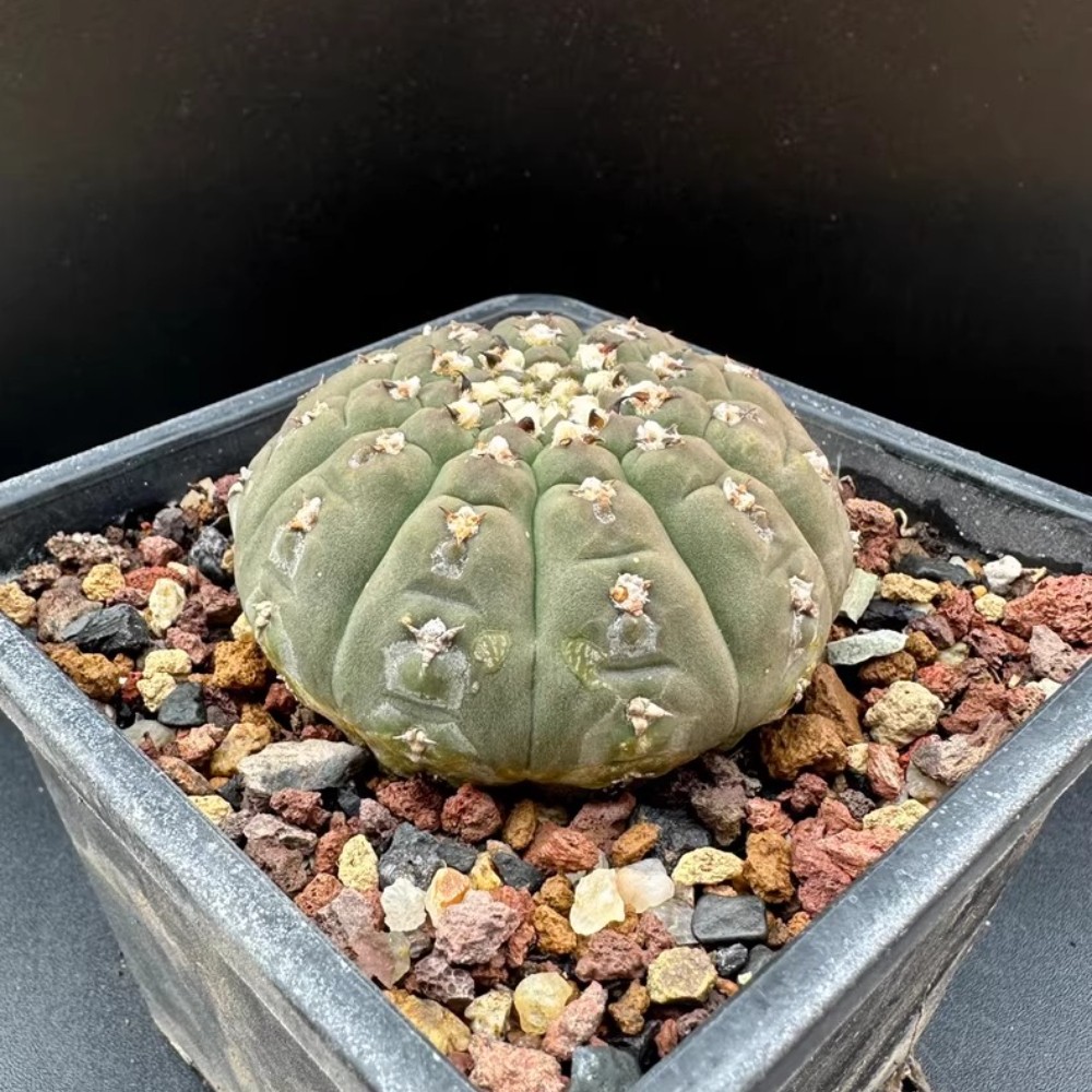 6-7cm Gymnocalycium Vatteri