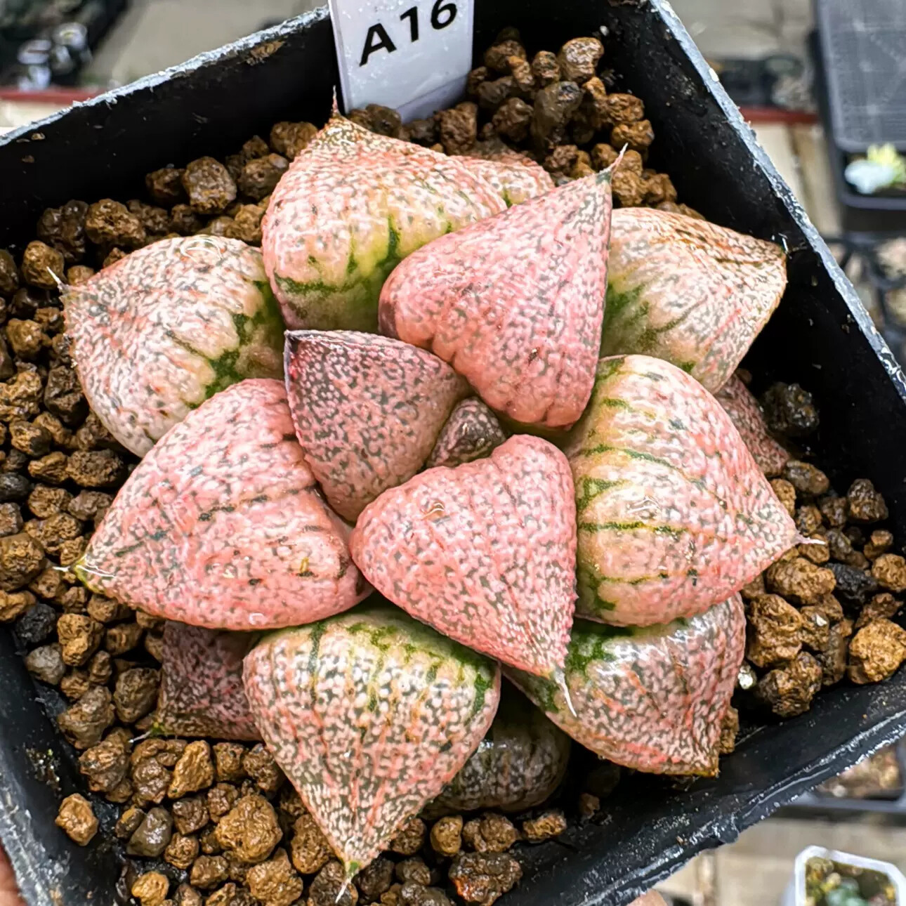 4-6cm Haworthia Emelyae Var. Emelyae Poelln