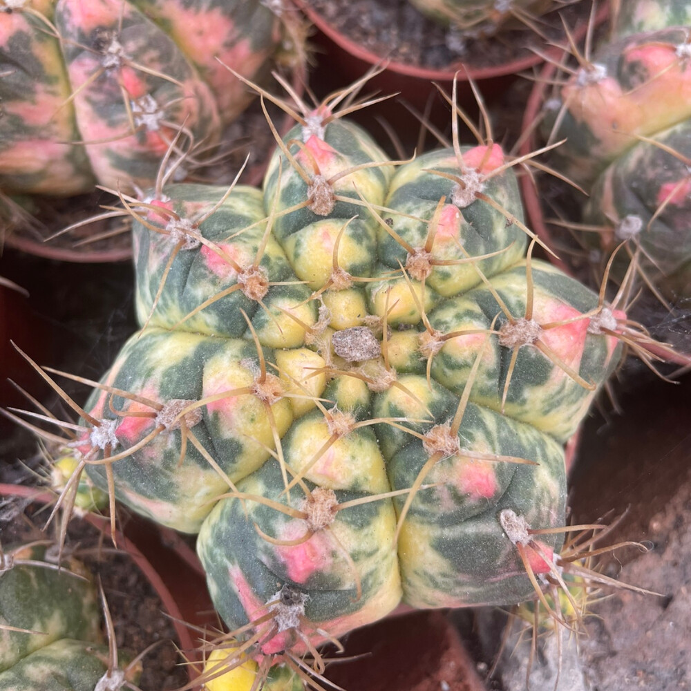 6-7cm Gymnocalycium Denudatum Variegated