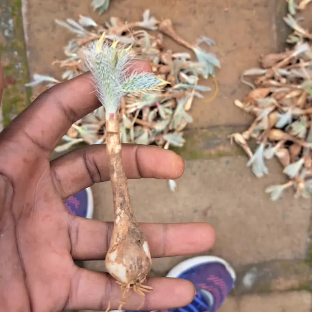 1.5-2cm Gethyllis Barkerae