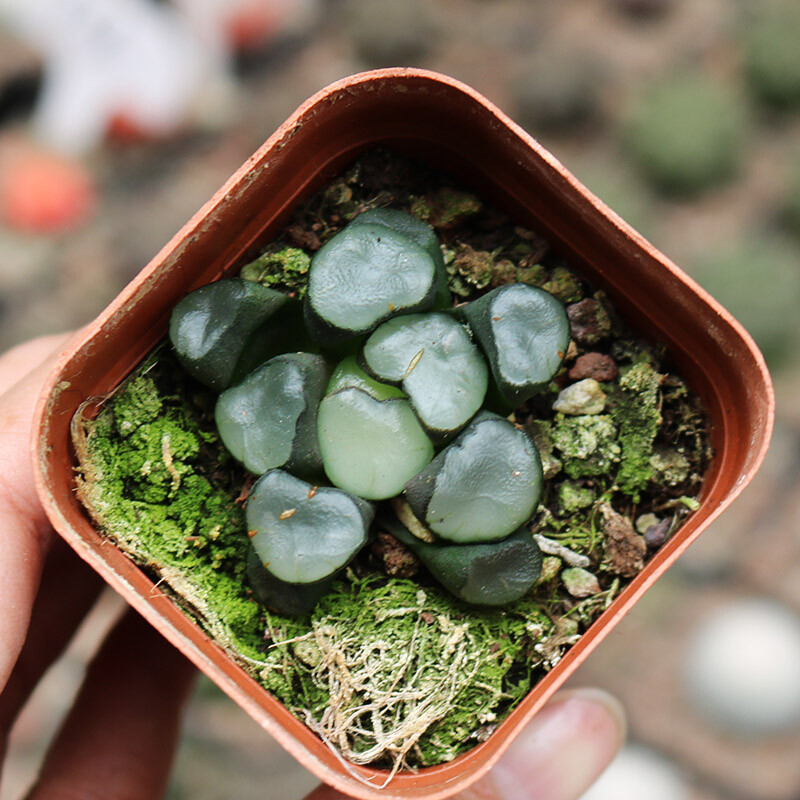 3-4CM 1PCS Haworthia Maughanii Buddhism