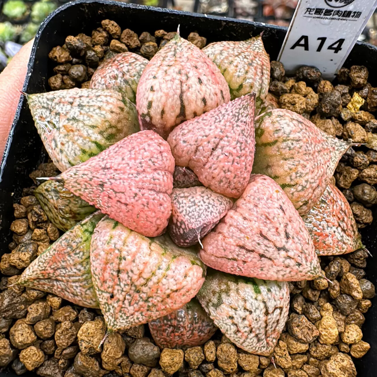 4-6cm Haworthia Emelyae Var. Emelyae Poelln