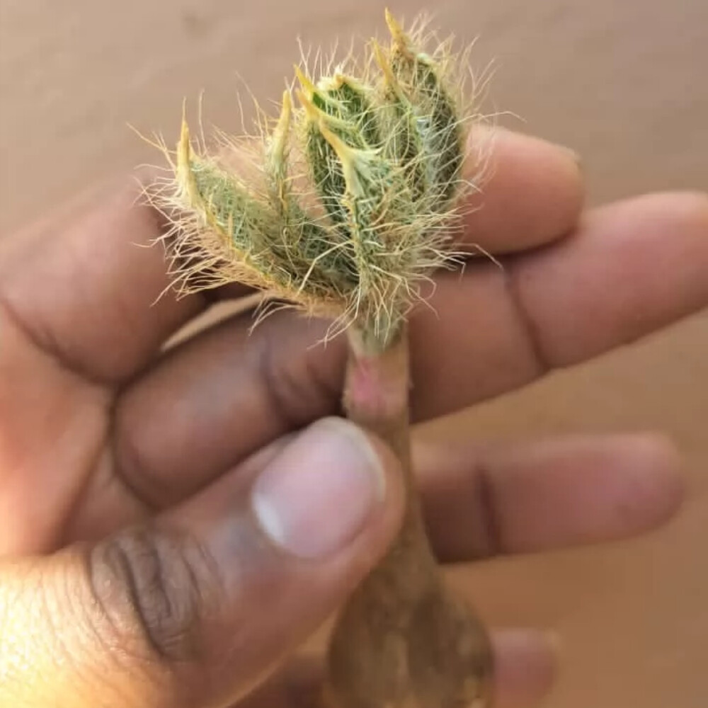 1.5-2cm Gethyllis Barkerae