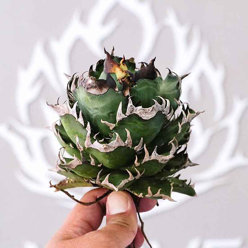 8-10cm 1PCS Agave Redcat Weazle