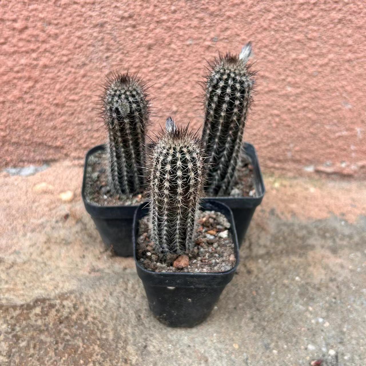 7-8cm Echinopsis Mirabilis