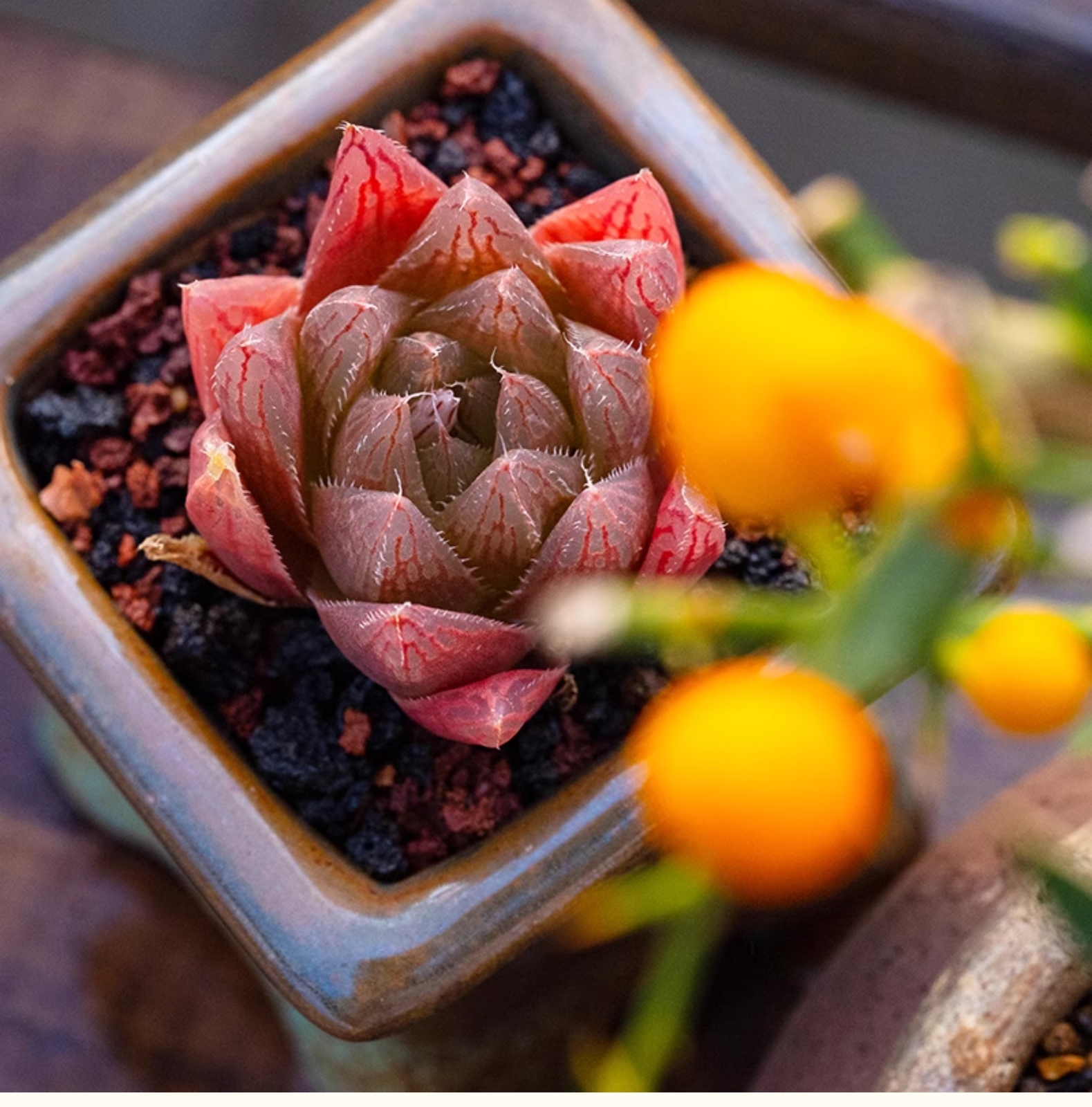 3-4CM Haworthia Cooperi Var. Leightonii