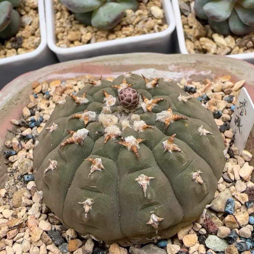 6-7cm Gymnocalycium Vatteri