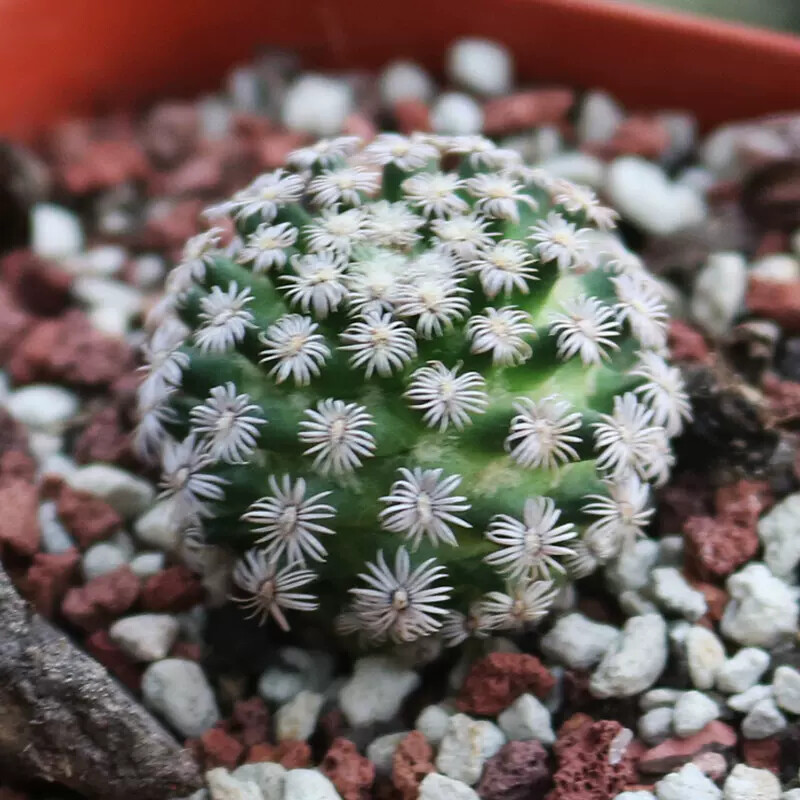 2-3CM Mammillaria hernandezii