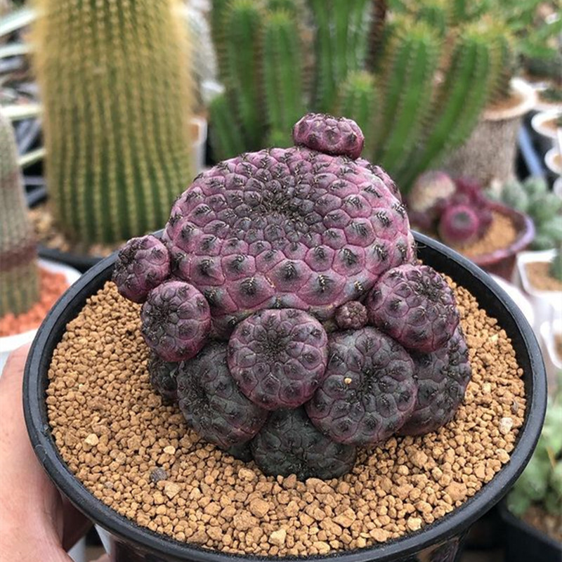 6CM Rebutia Rauschii Zecher
