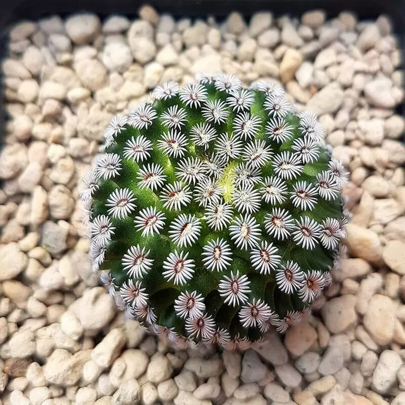 2-3CM Mammillaria hernandezii