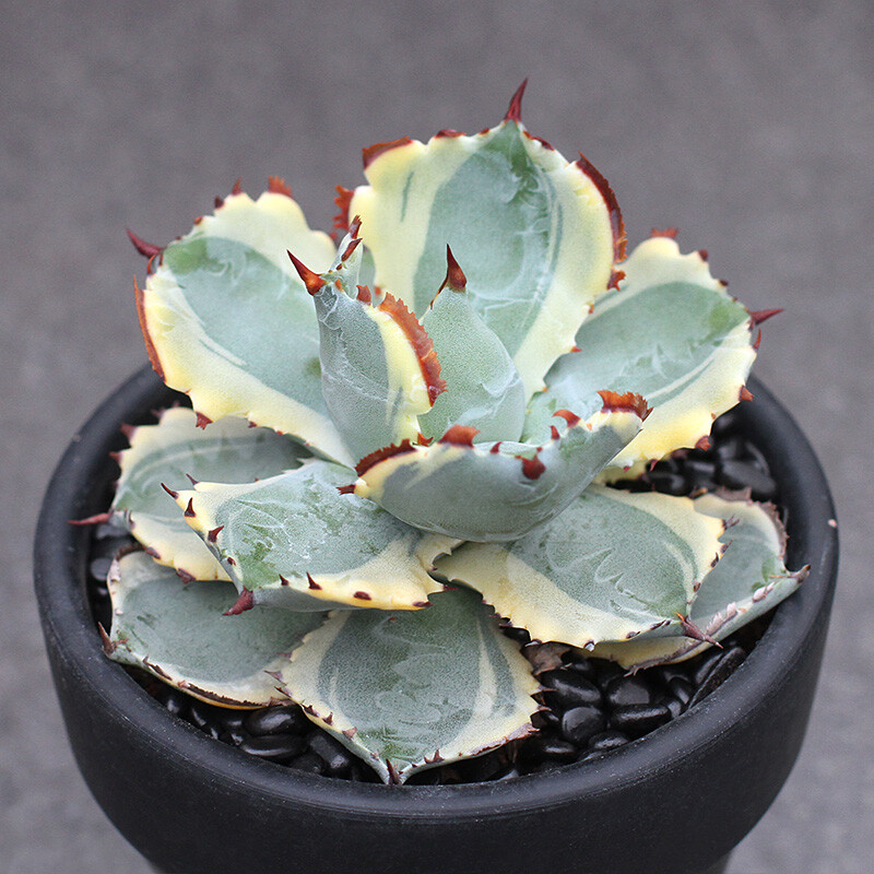 7-8cm Agave Isthmensis Variegated