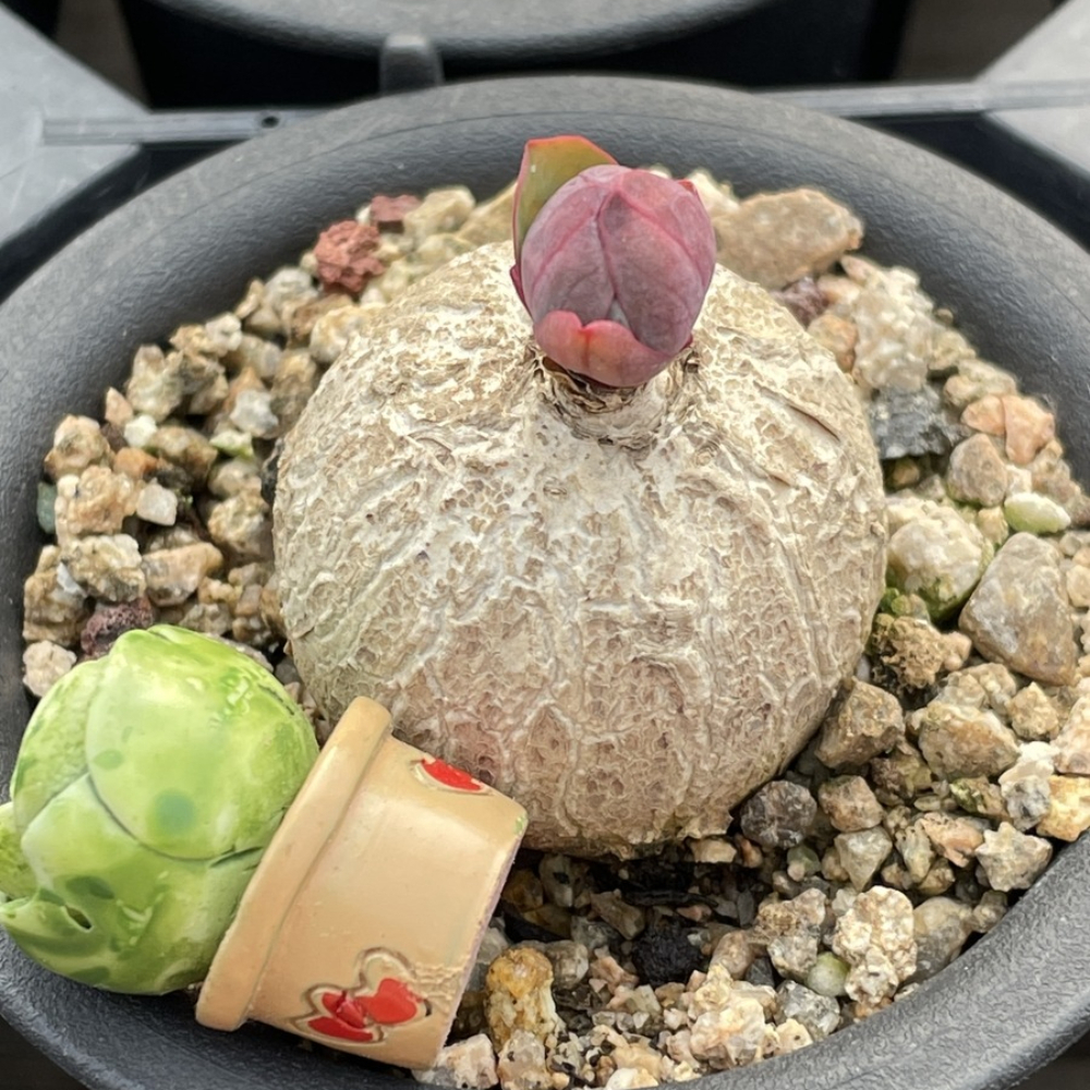 3cm Euphorbia rapulum