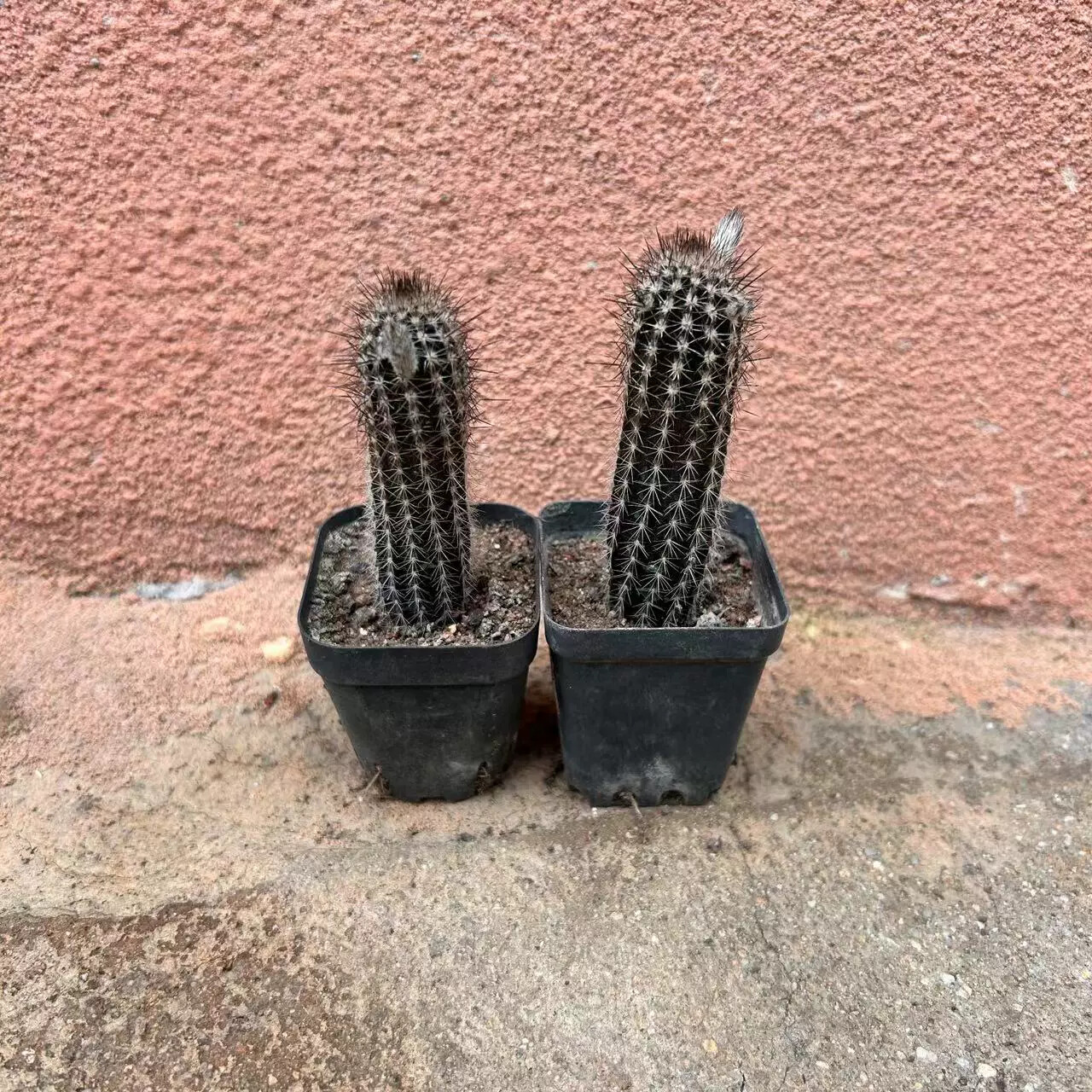 7-8cm Echinopsis Mirabilis