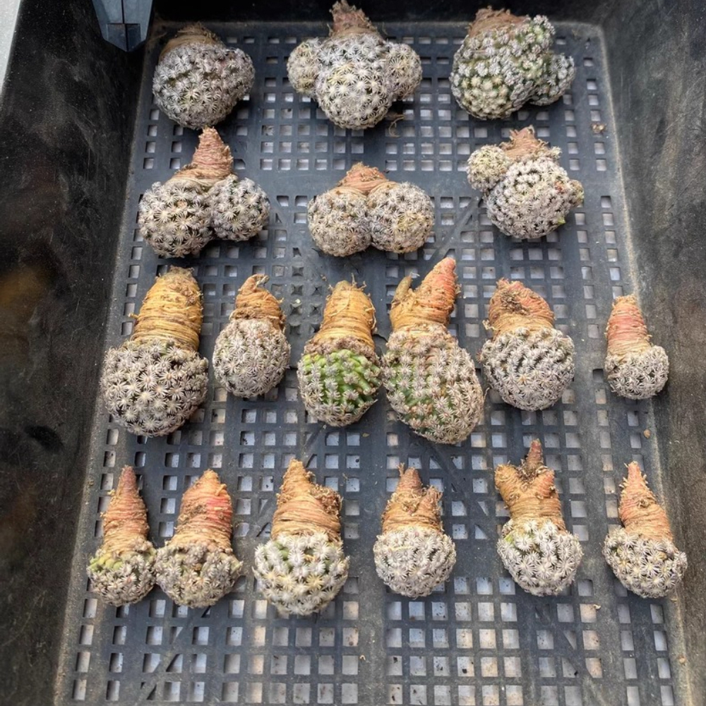 2-3CM Mammillaria hernandezii