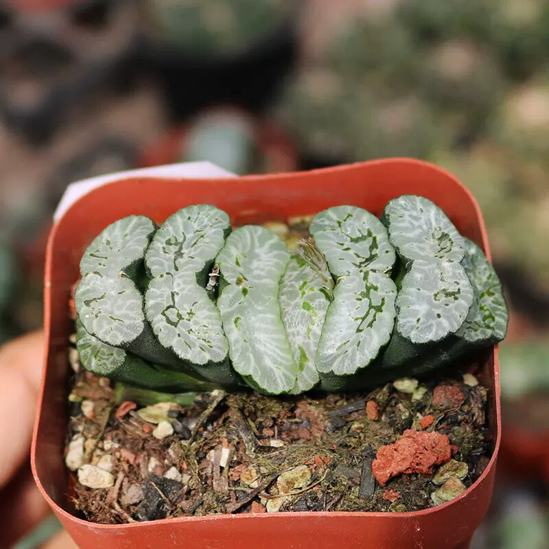 6CM Haworthia truncata tortoise
