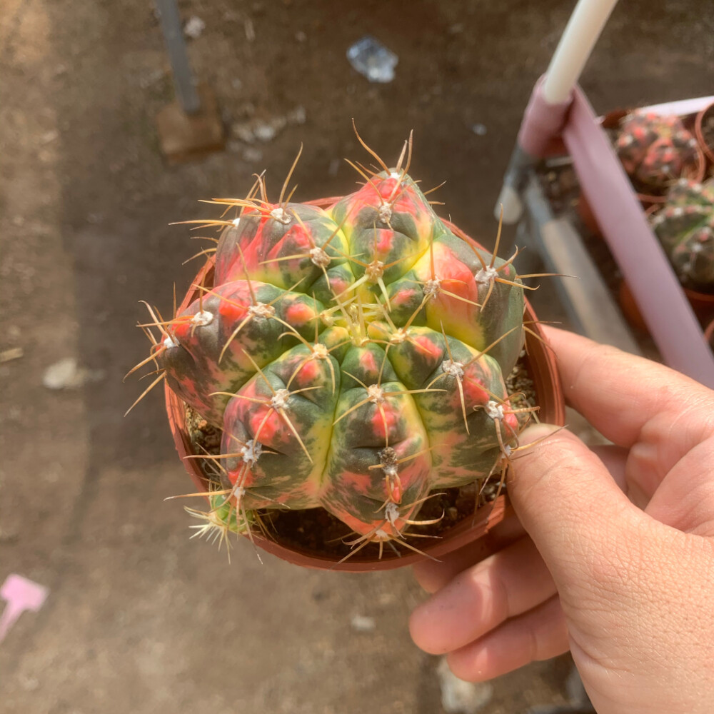 6-7cm Gymnocalycium Denudatum Variegated