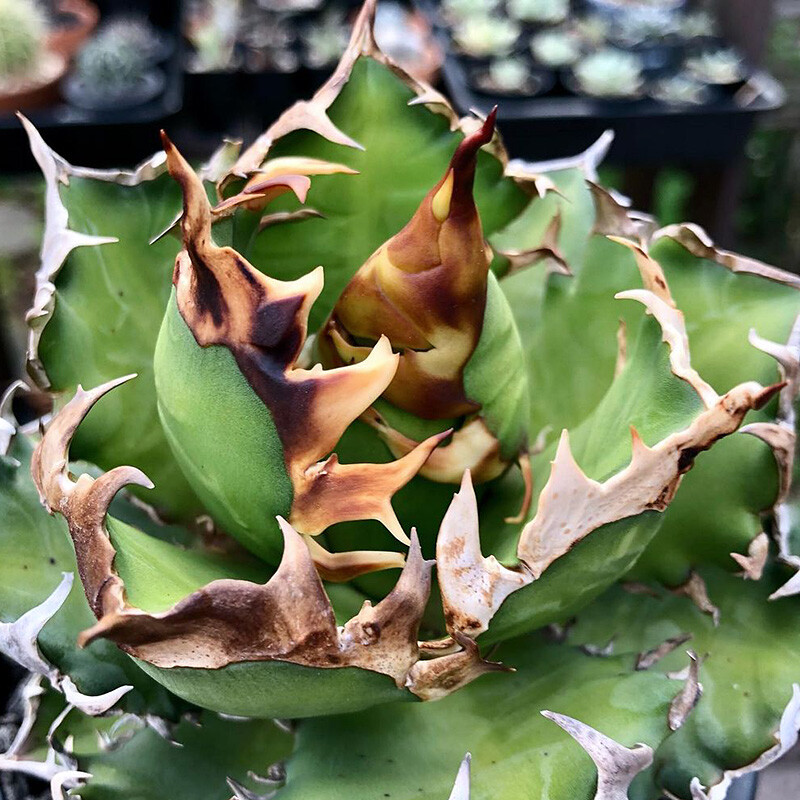 8-10cm 1PCS Agave Redcat Weazle