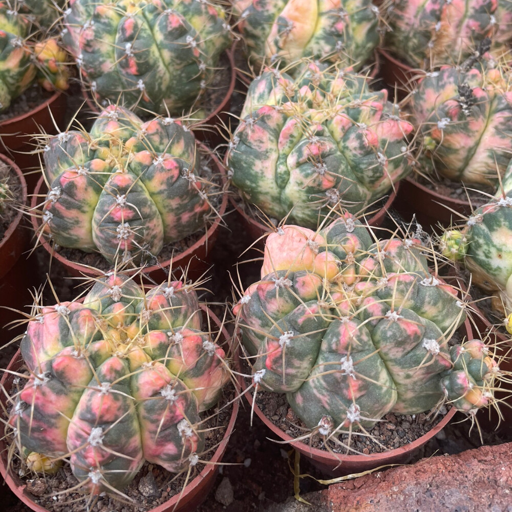 6-7cm Gymnocalycium Denudatum Variegated
