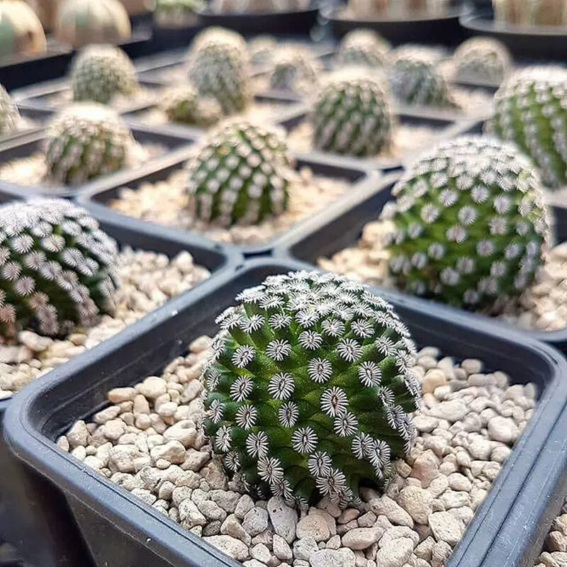 2-3CM Mammillaria hernandezii