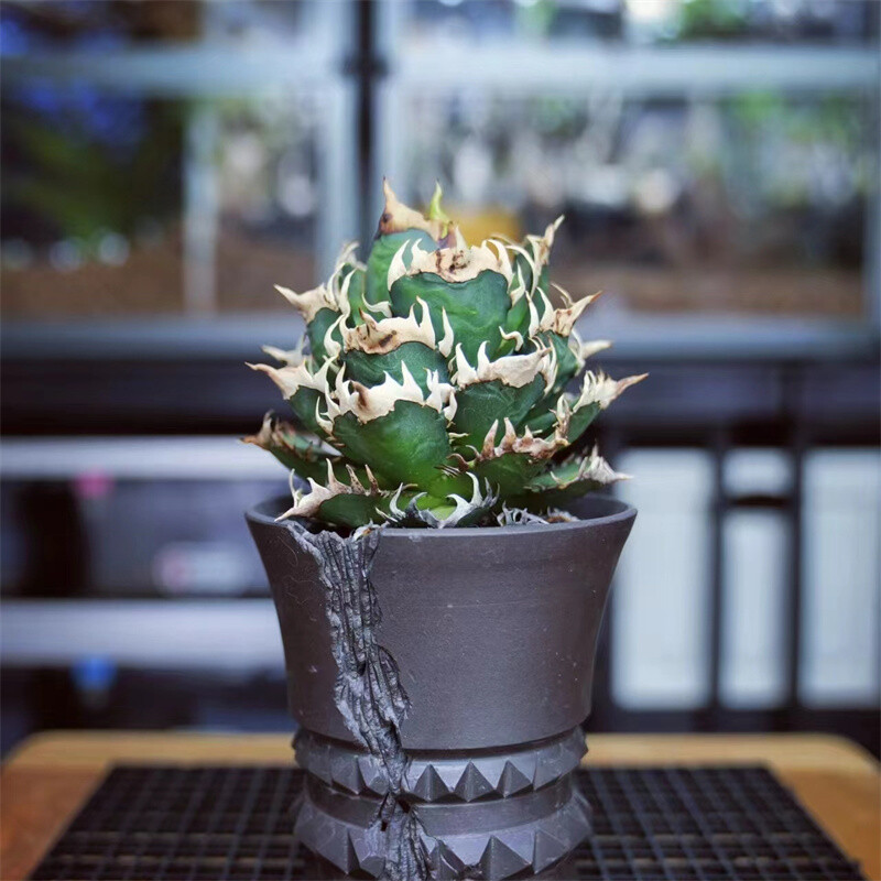 8-10cm 1PCS Agave Redcat Weazle