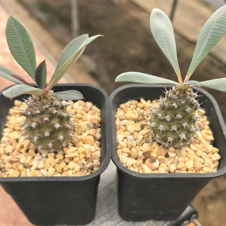6-8cm Euphorbia Pachypodioides