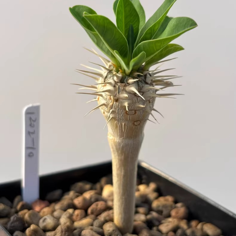 1.5-2CM Euphorbia Guillaumeniana