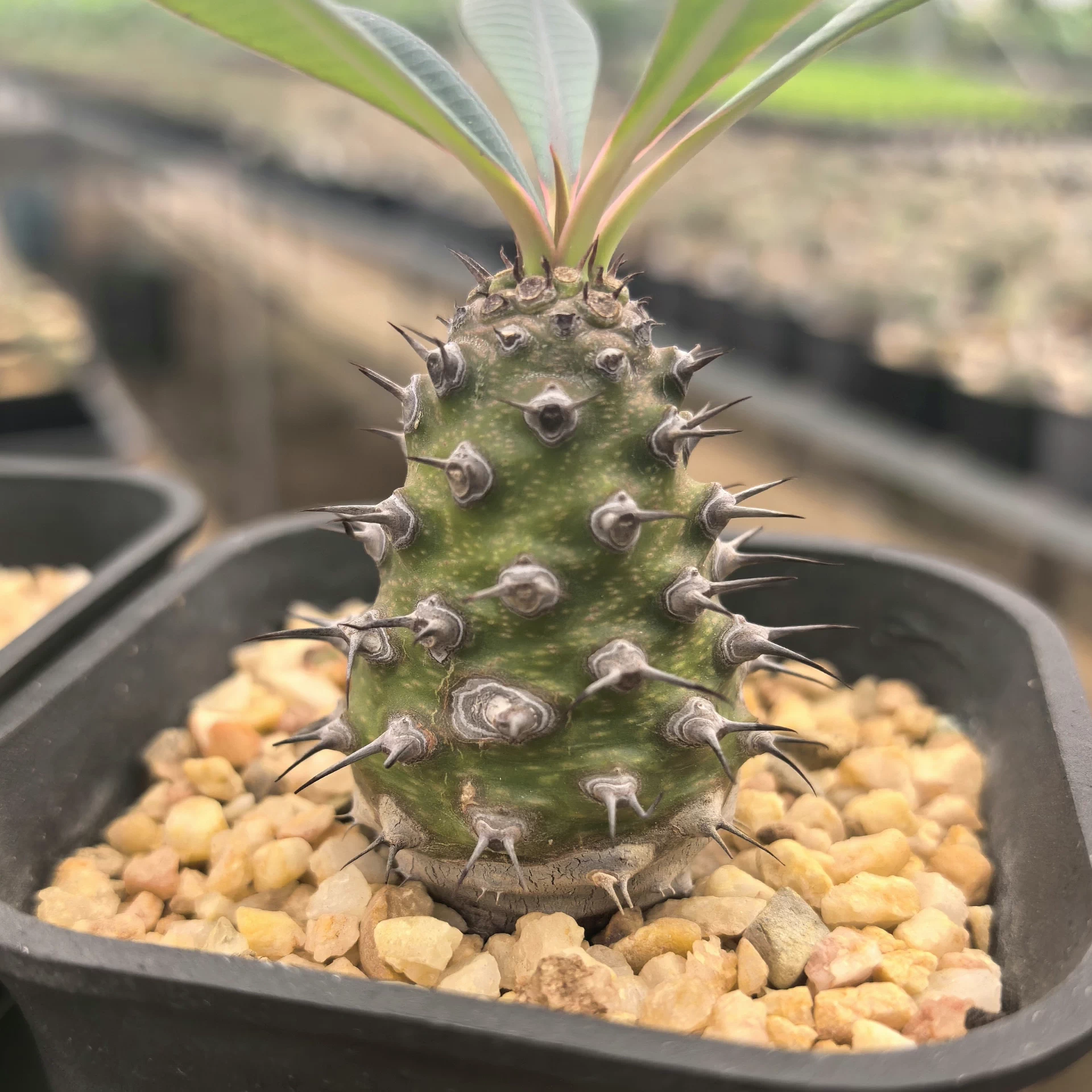 6-8cm Euphorbia Pachypodioides