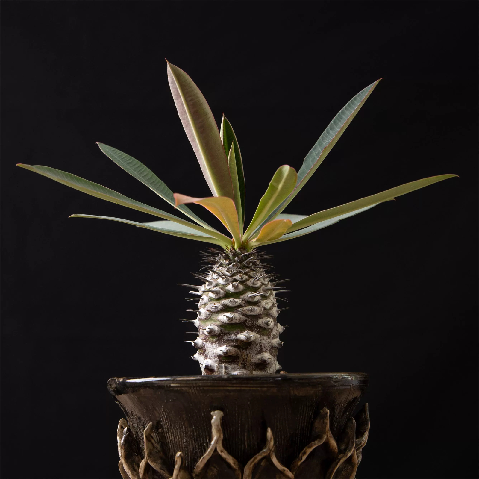 6-8cm Euphorbia Pachypodioides