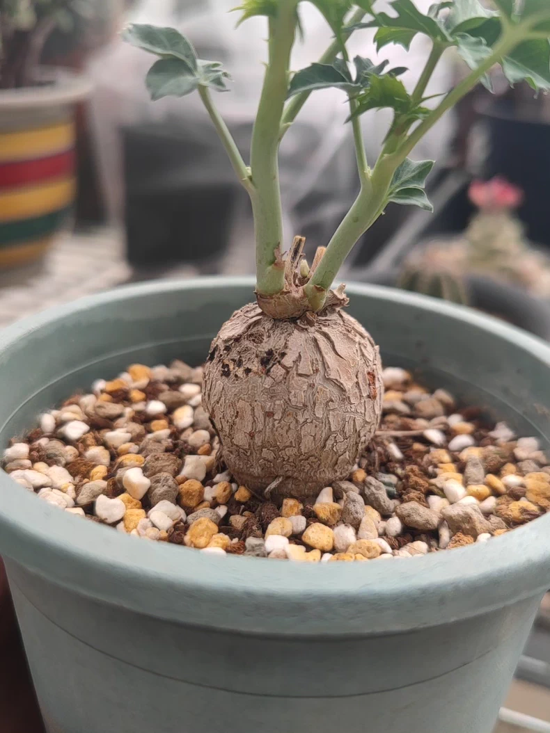 3-3.5cm Jatropha berlandieri