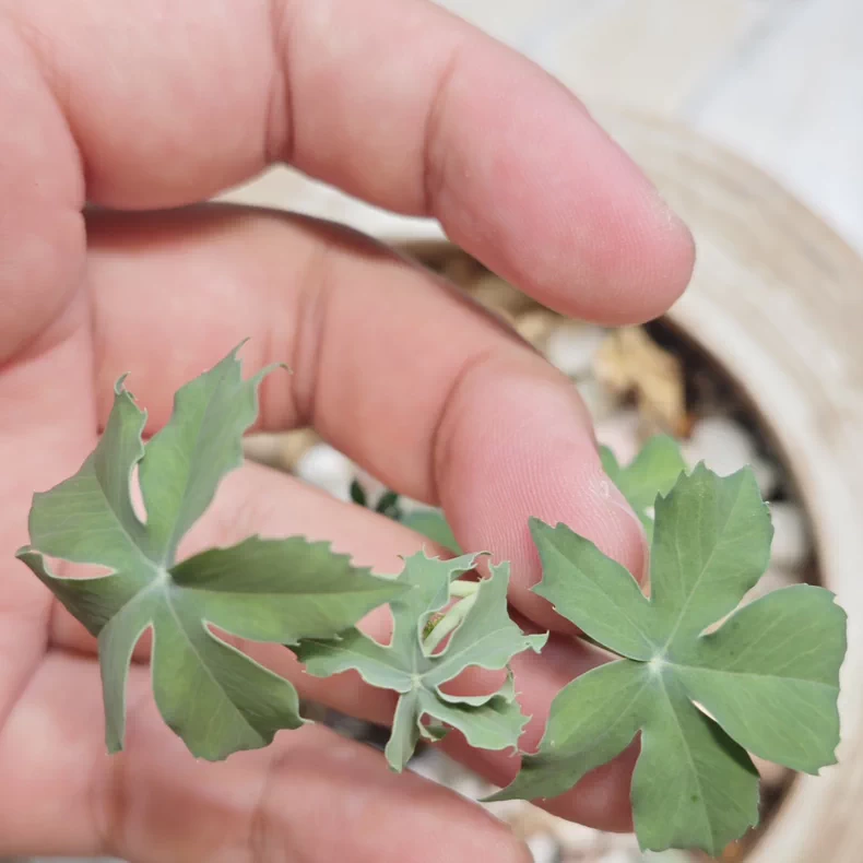 3-3.5cm Jatropha berlandieri